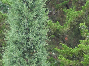 Narrow Landscape Plants