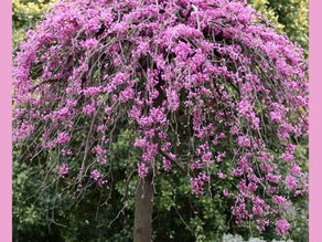 Redbuds & Magnolias Now in Stock!