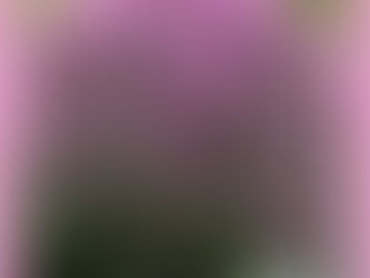 Redbuds & Magnolias Now in Stock!