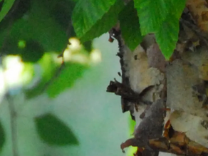 Dura Heat River Birch Tree