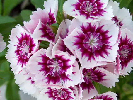 Dianthus - TLC Garden Center OKC