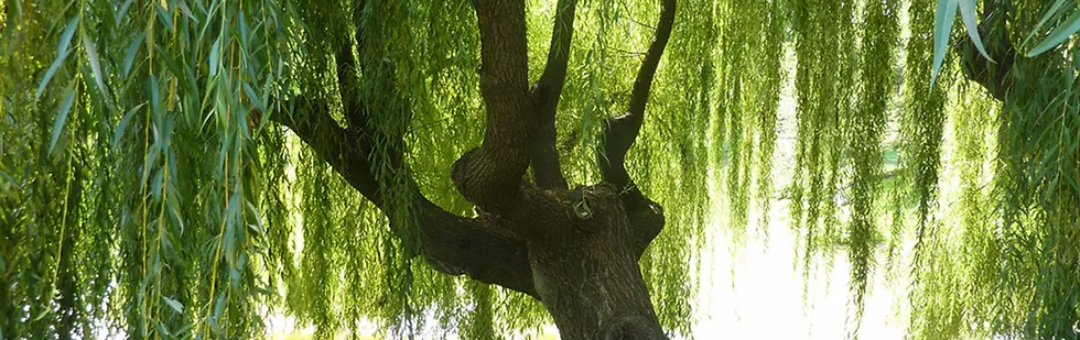 Weeping Willow Tree