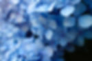 blue flower.jpg