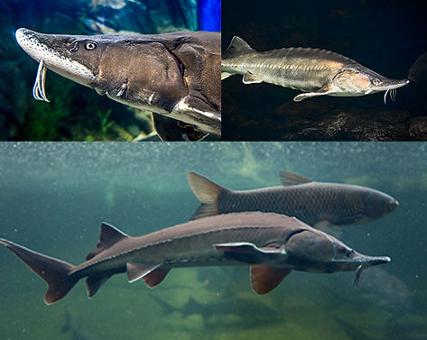 Sturgeon fishes