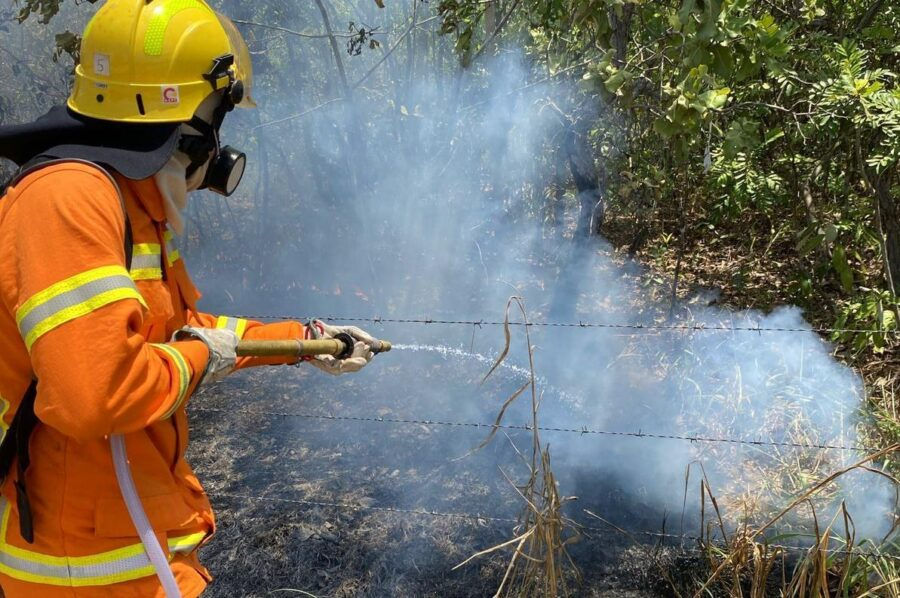 233 focos de queimadas no território paraense (foto: Reprodução)
