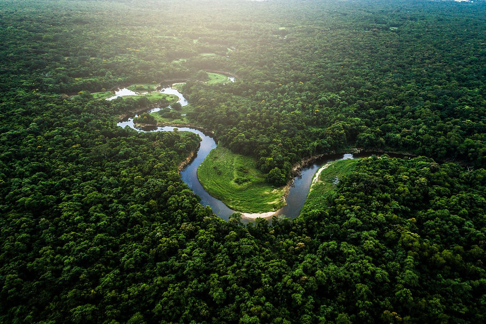 Amazônia (Foto: Reprodução)