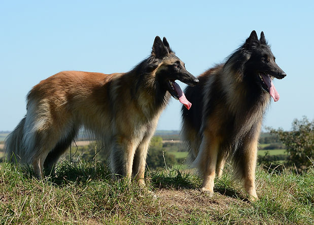 belgian-gf37b4341f_1920.jpg