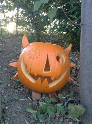 Pumpkins!!!!