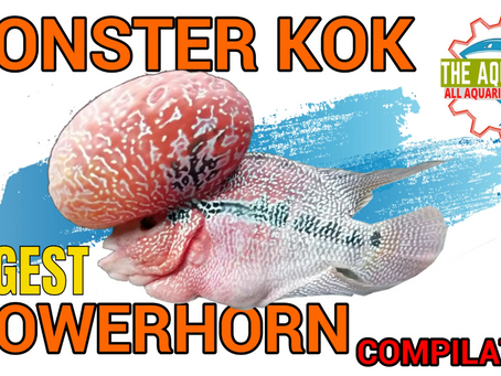 Top Biggest Monster KoK #Flowerhorns #theaquafixer #allaquariumsolutions