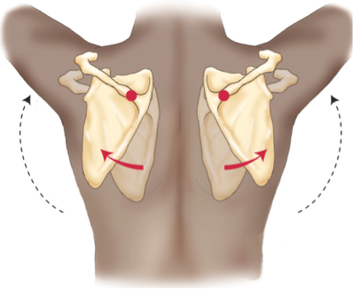 Image result for scapular upward rotation"