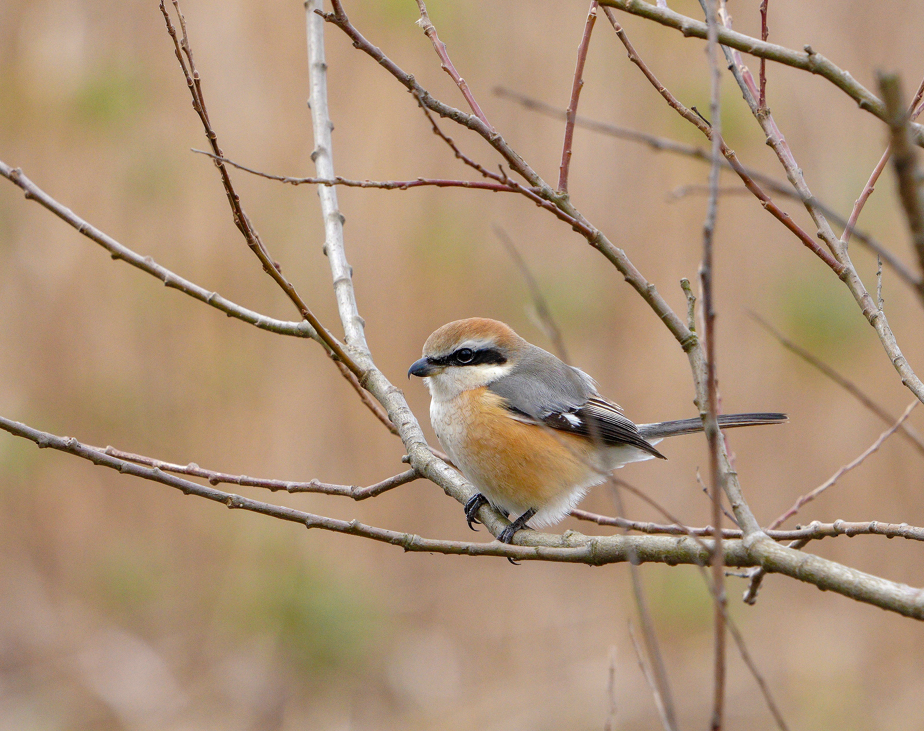 モズ♂ Bull-headed Shrike
