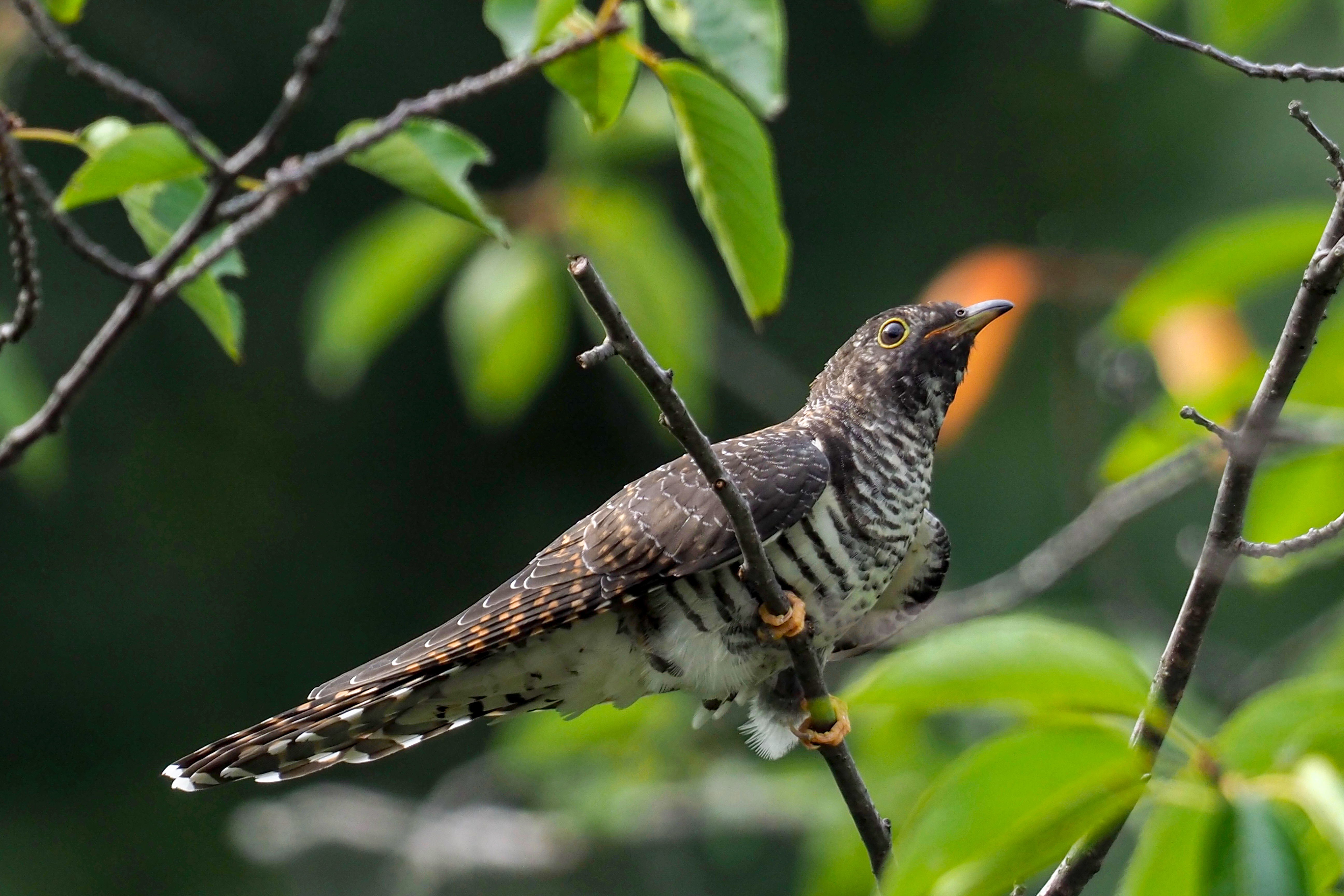 ツツドリOriental Cuckoo