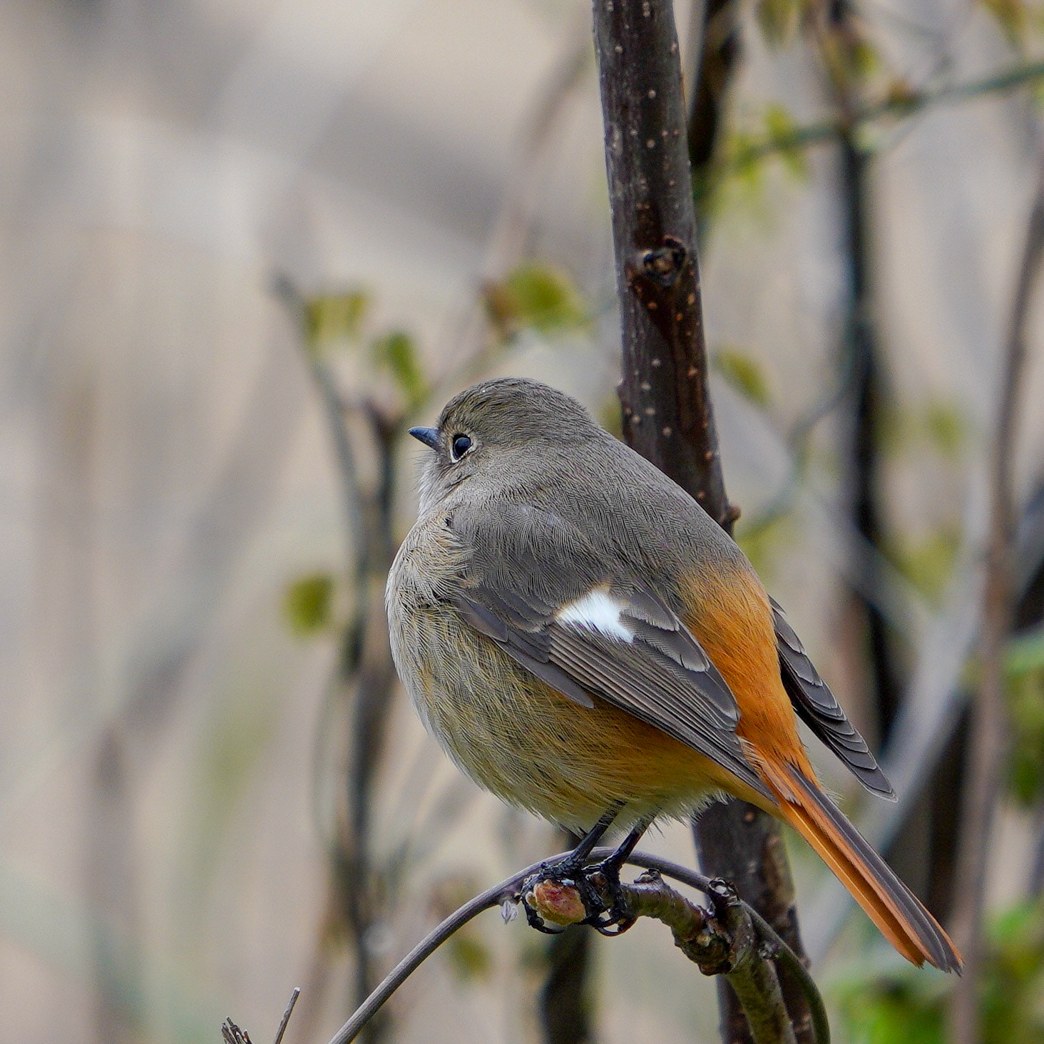 ジョウビタキ♀Darien Redstart