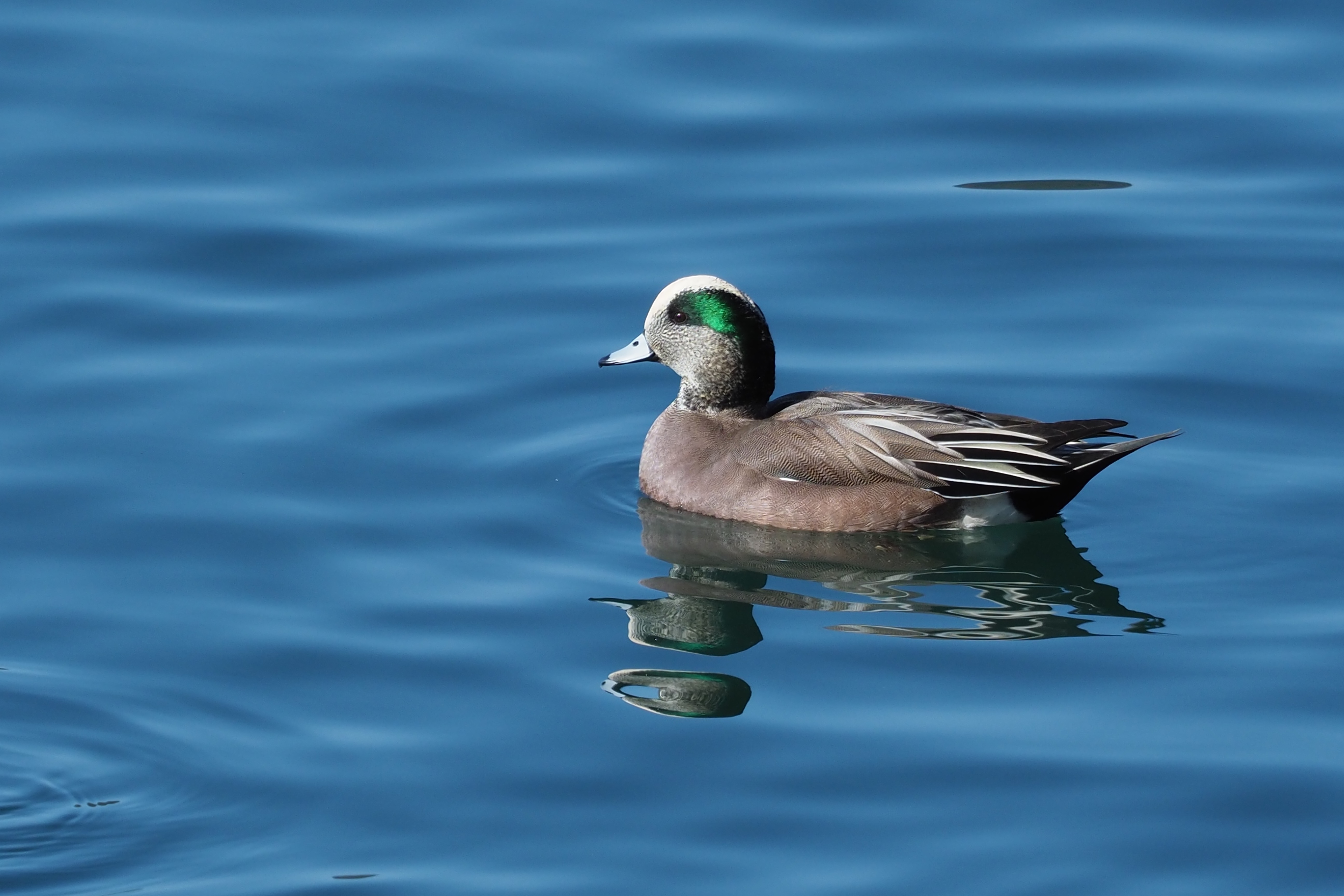 アメリカヒドリ American Wigeon 45-56cm