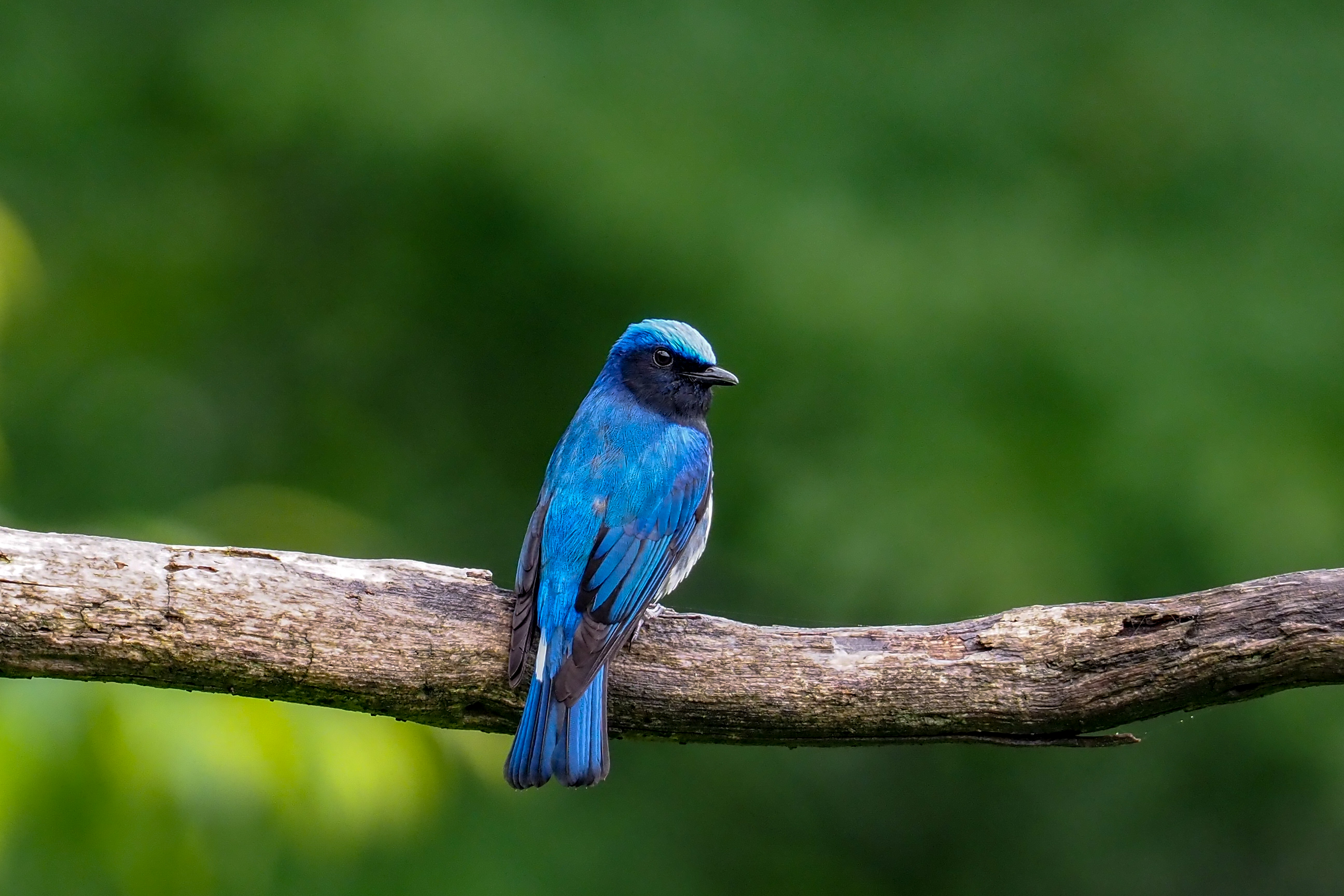 オオルリBlue-and-white Flycatcher