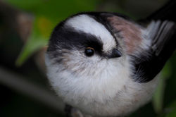 Long-tailed Tit