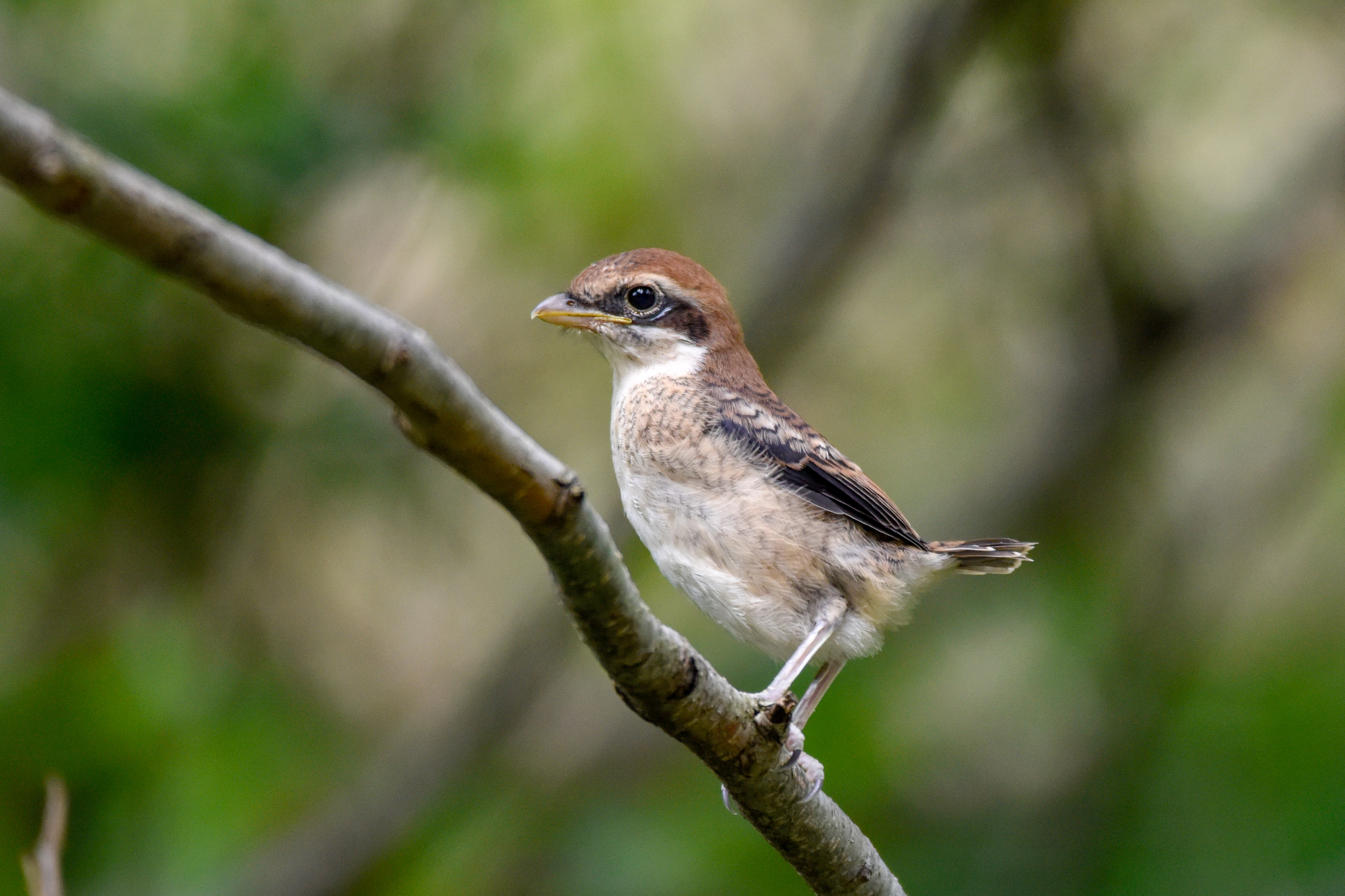 モズ(幼鳥) Bull-headed Shrike
