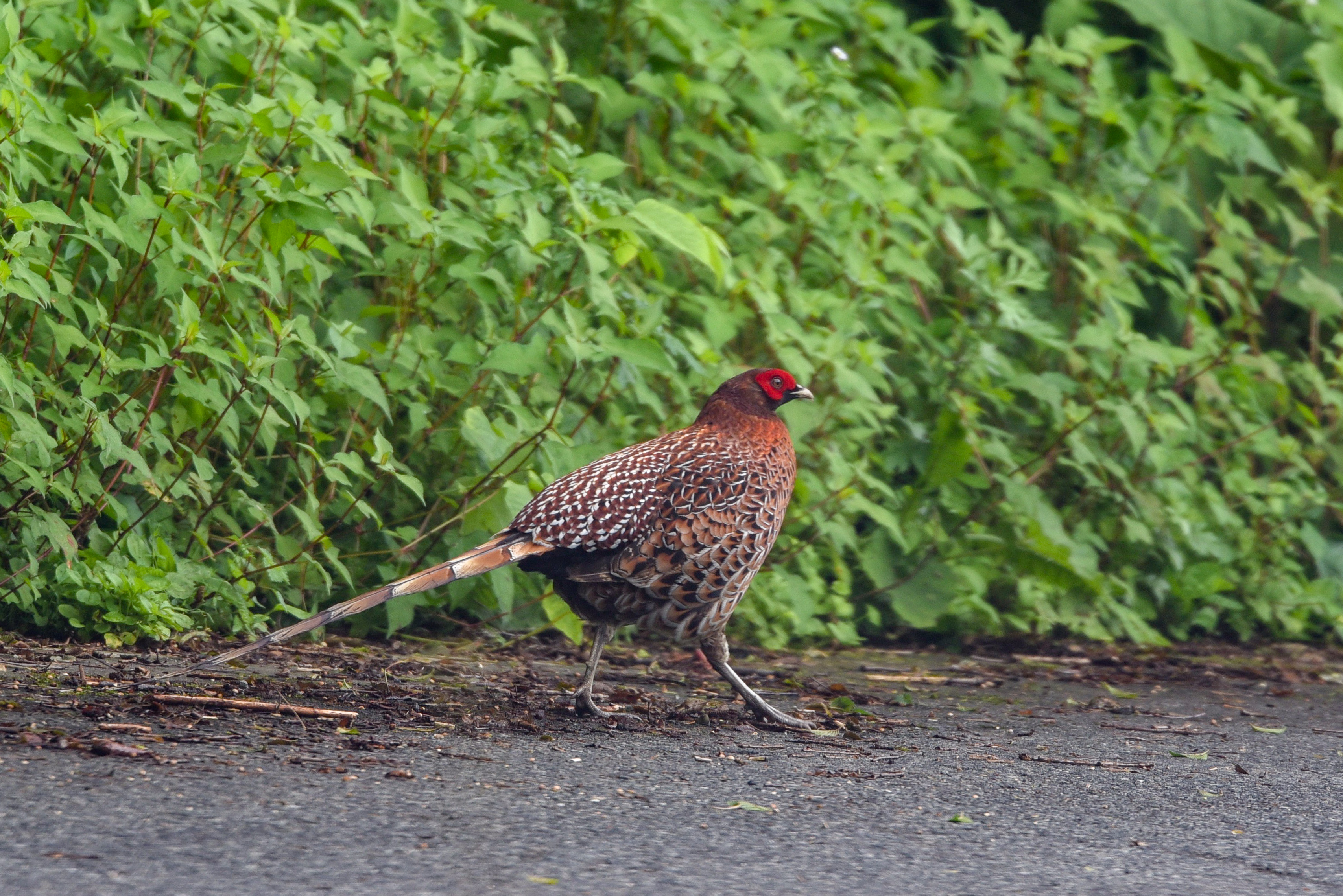 ヤマドリ♂Copper Pheasant