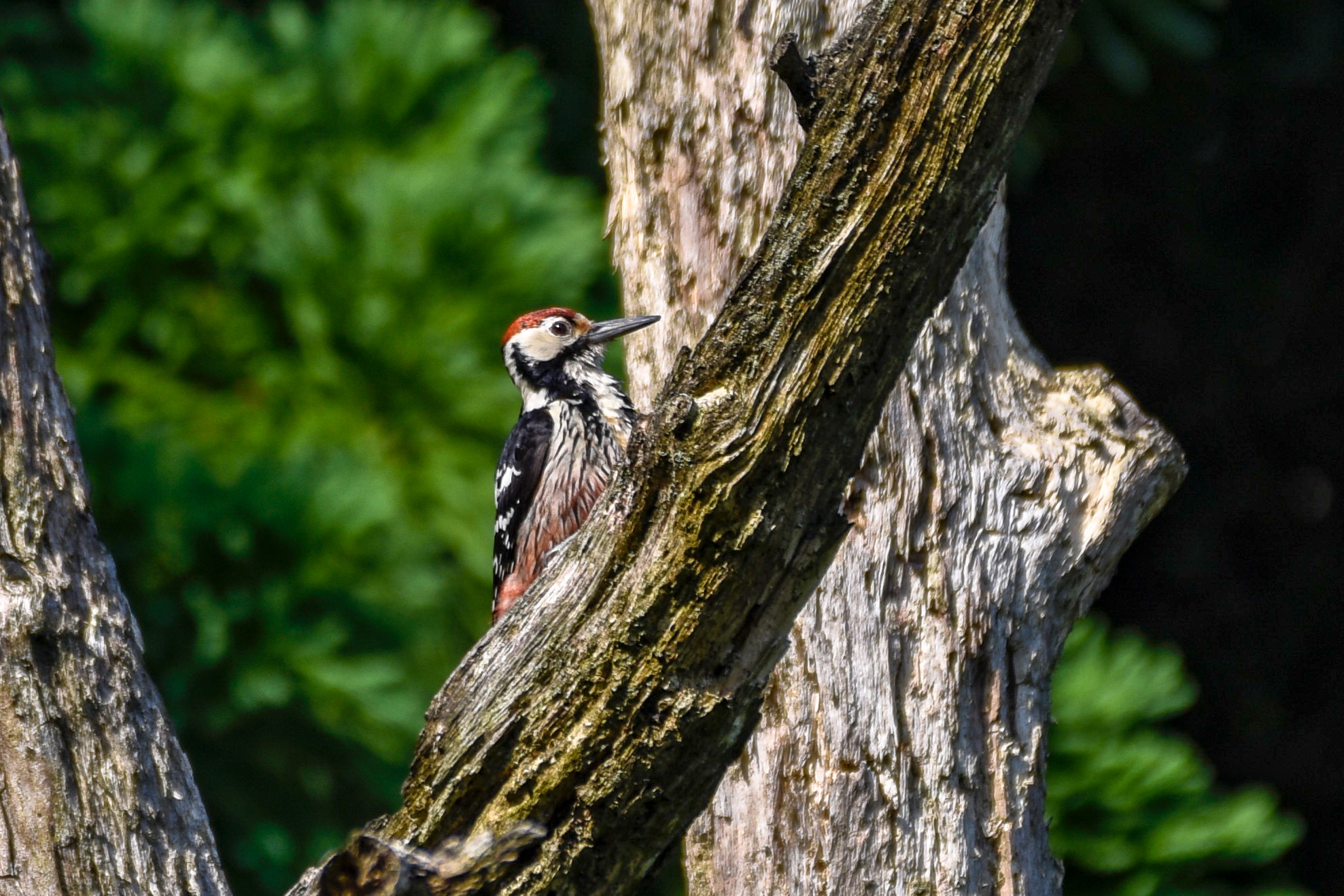 オオアカゲラ White-backed Woodpecker