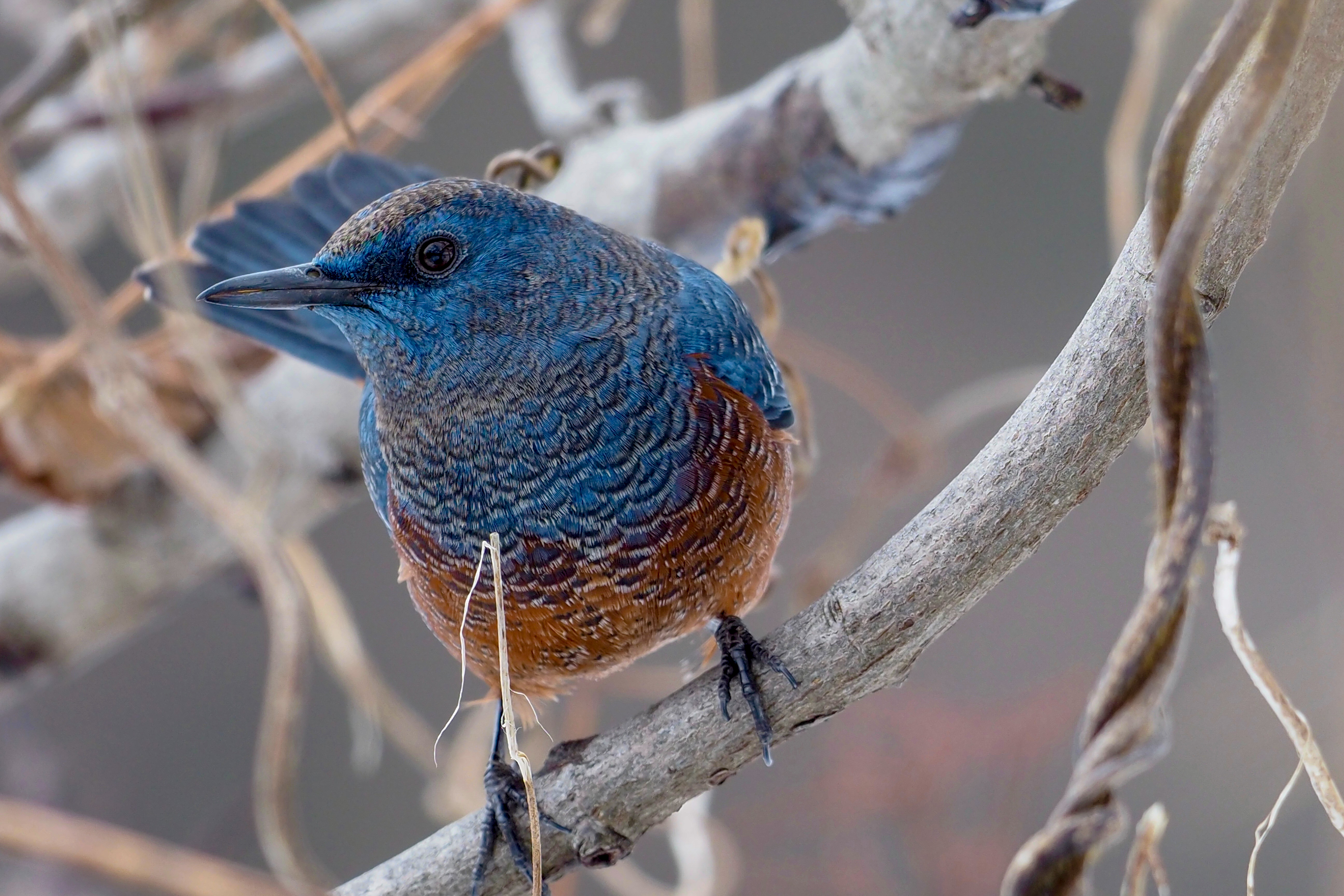 イソヒヨドリBlue Rock Thrush 25.5cm ヒタキ科