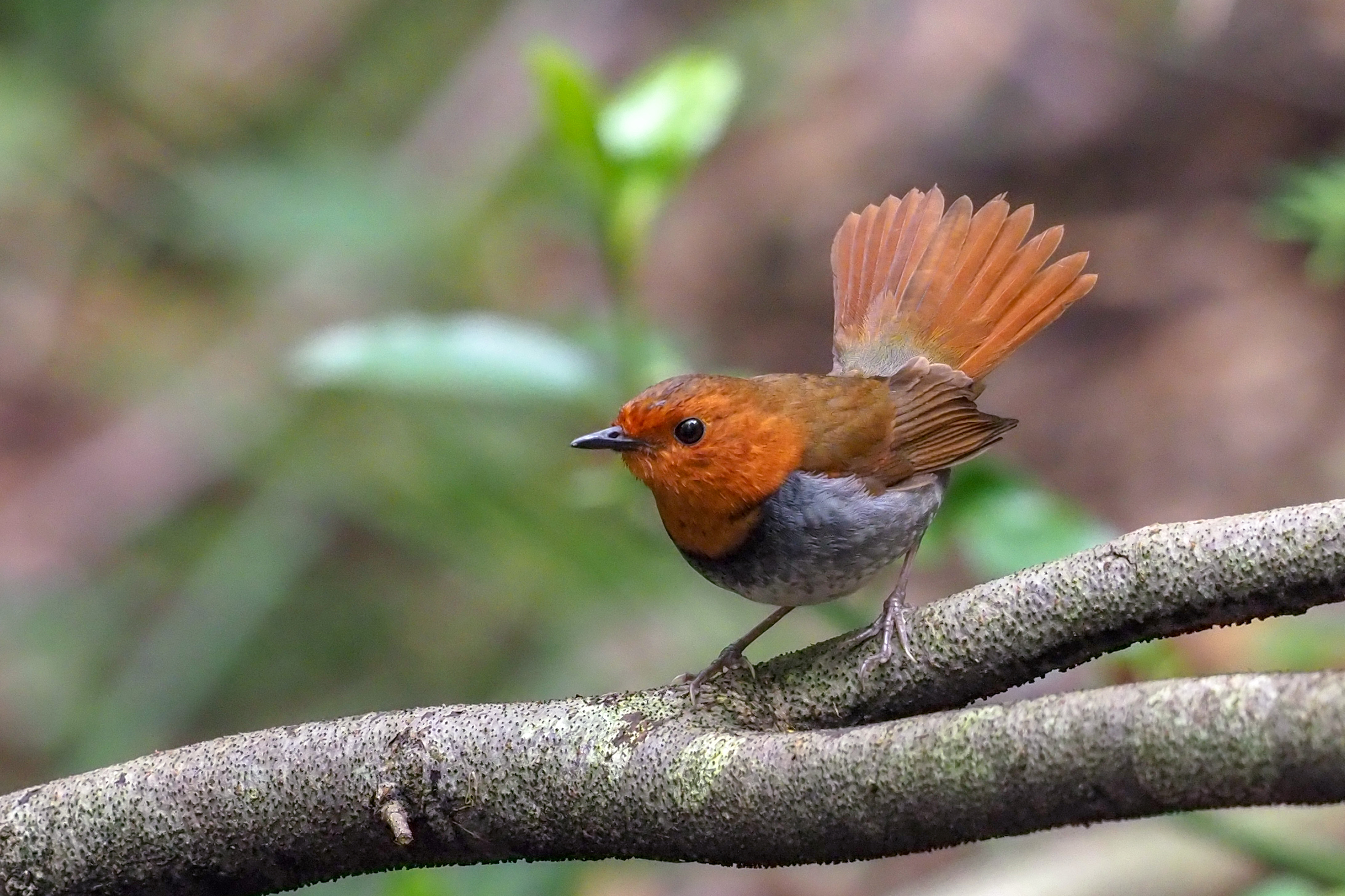 Japanese Robin コマドリ 14cm ヒタキ科