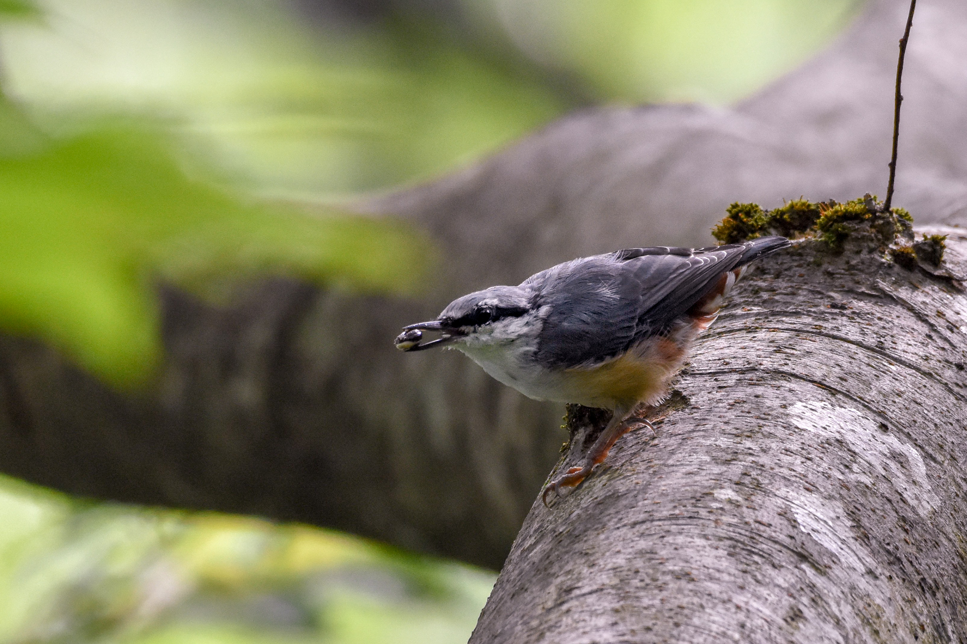 ゴジュウカラ Eurasian Nuthatch