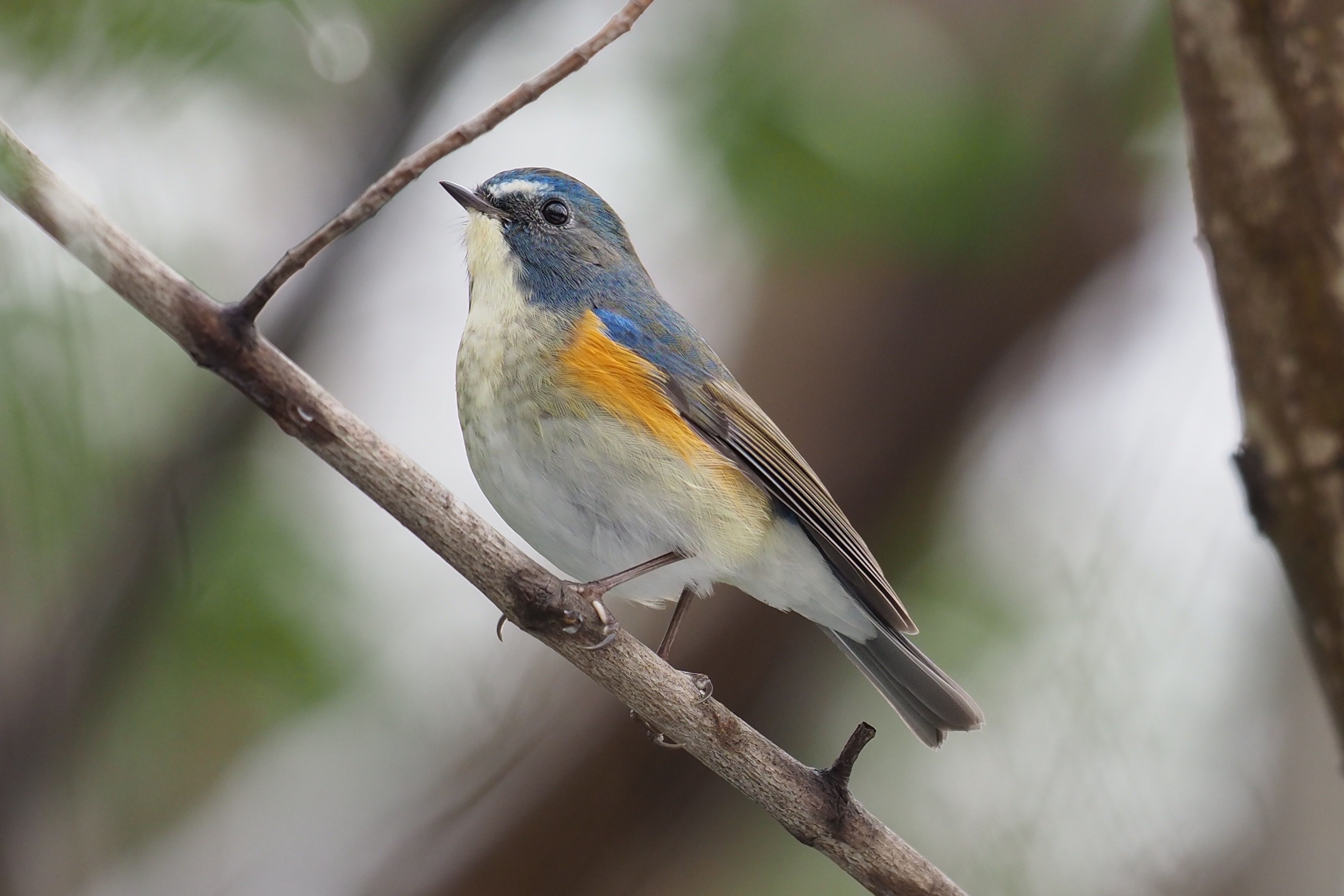 Red-flanked Bluetail ルリビタキ 14cm ヒタキ科
