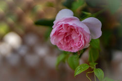 DSC07373-3