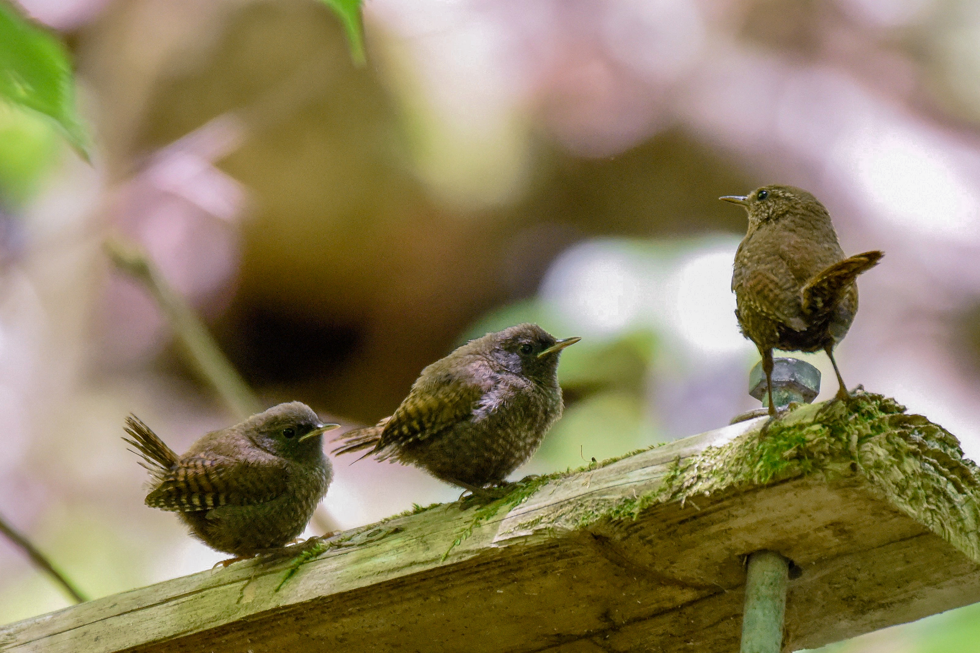 ミソサザイの親子 Winter Wren