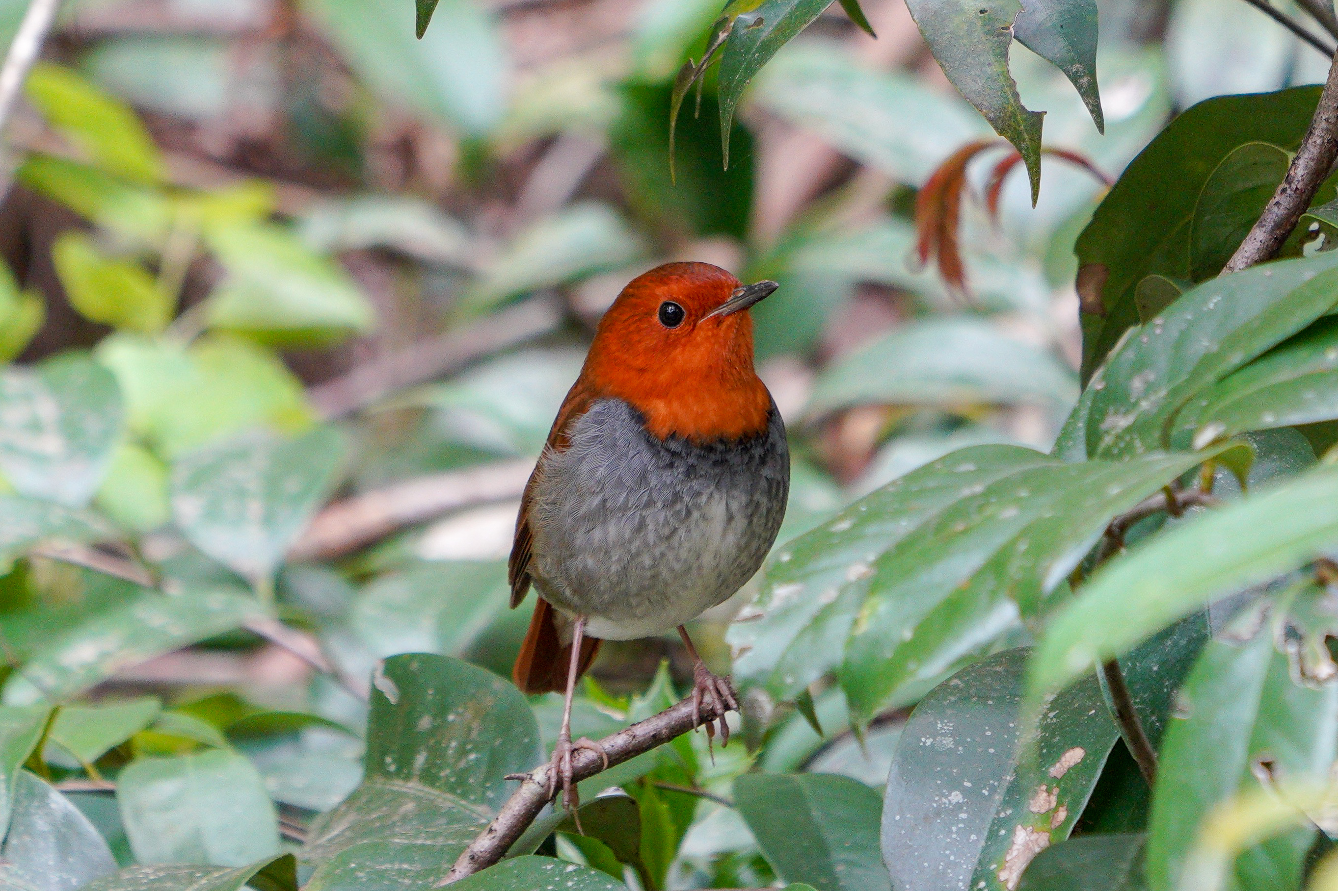 コマドリ Japanese Robin 14cm