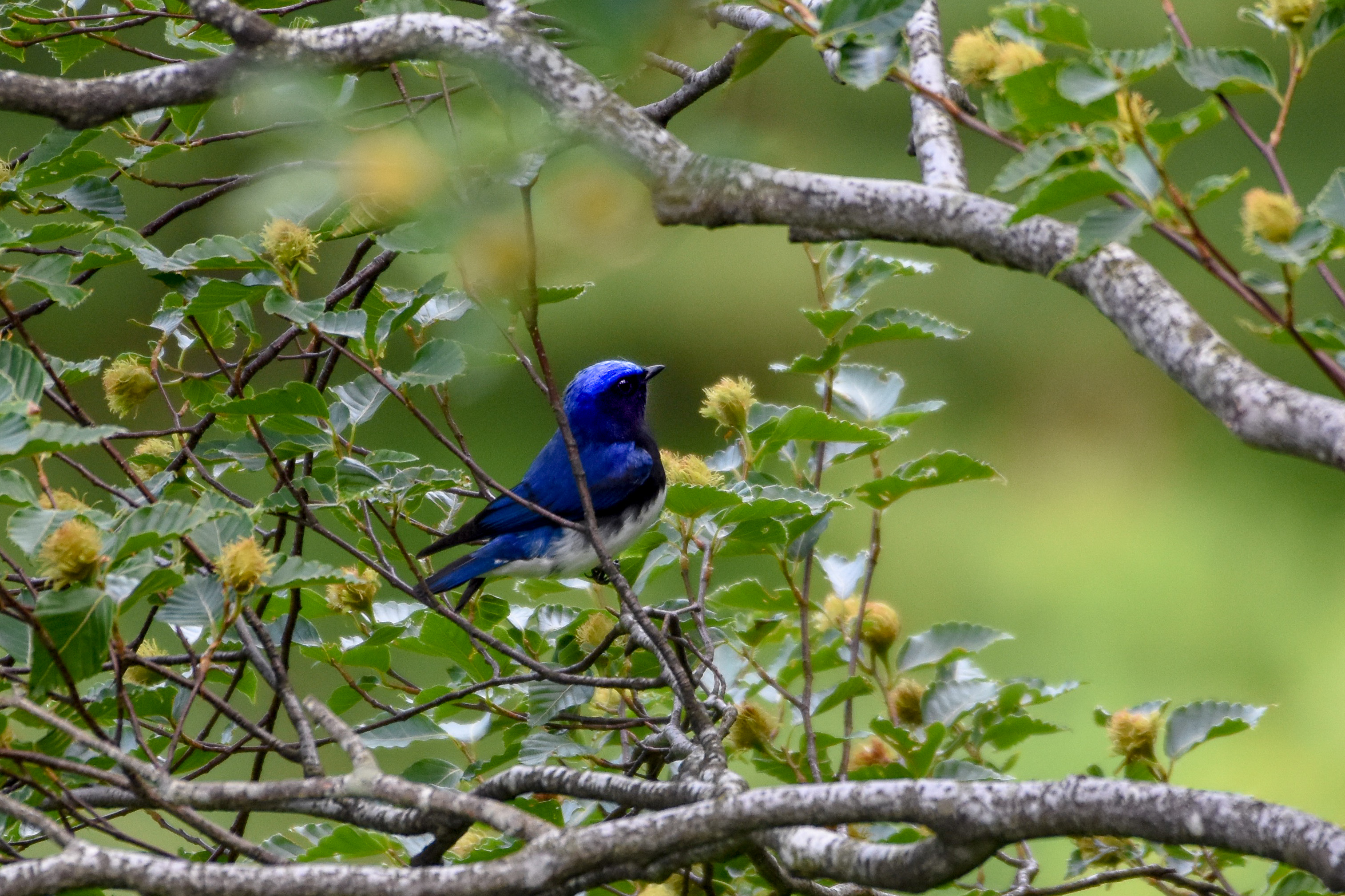 オオルリBlue-and-white Flycatcher