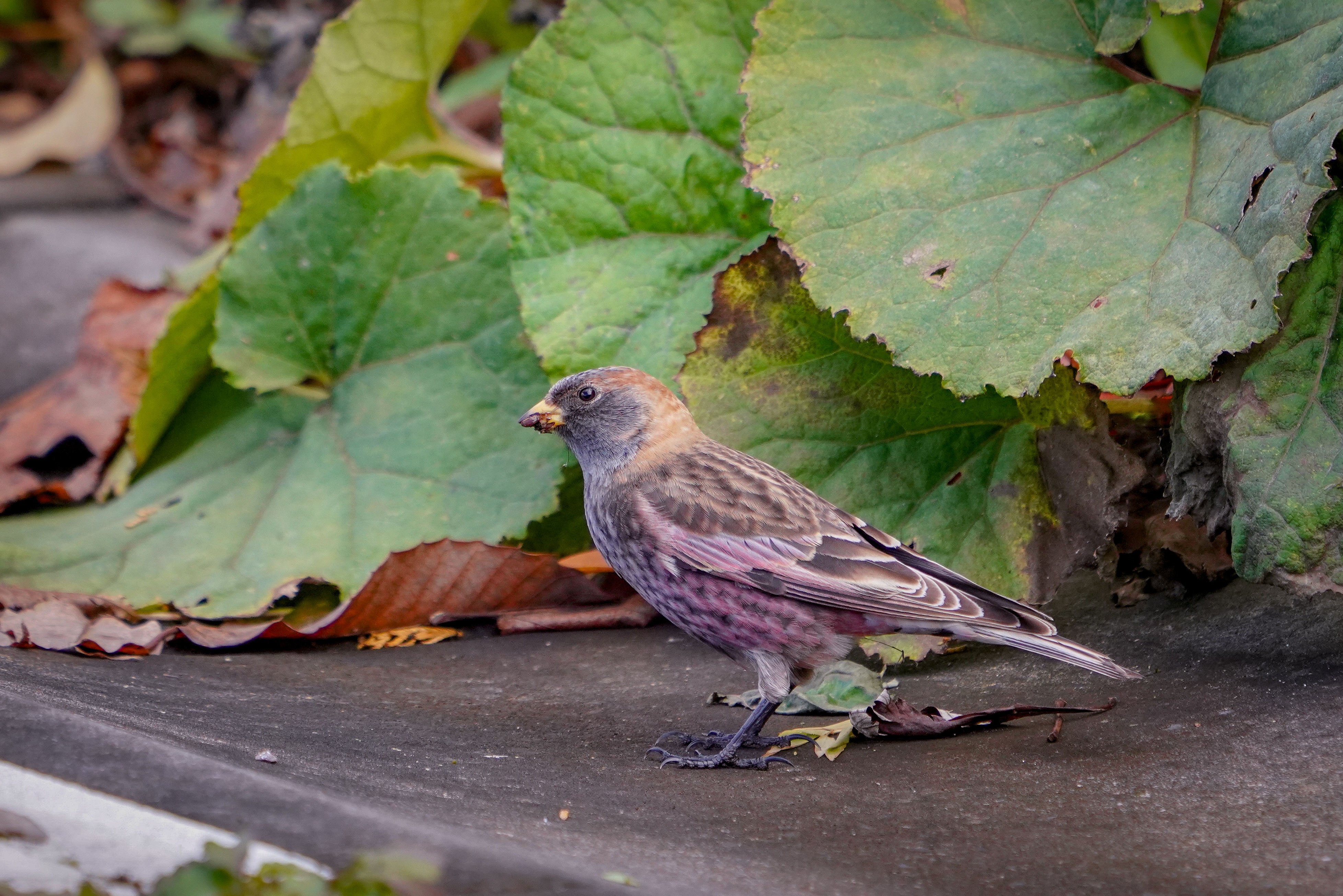 野鳥写真 2 Yasuyo Art