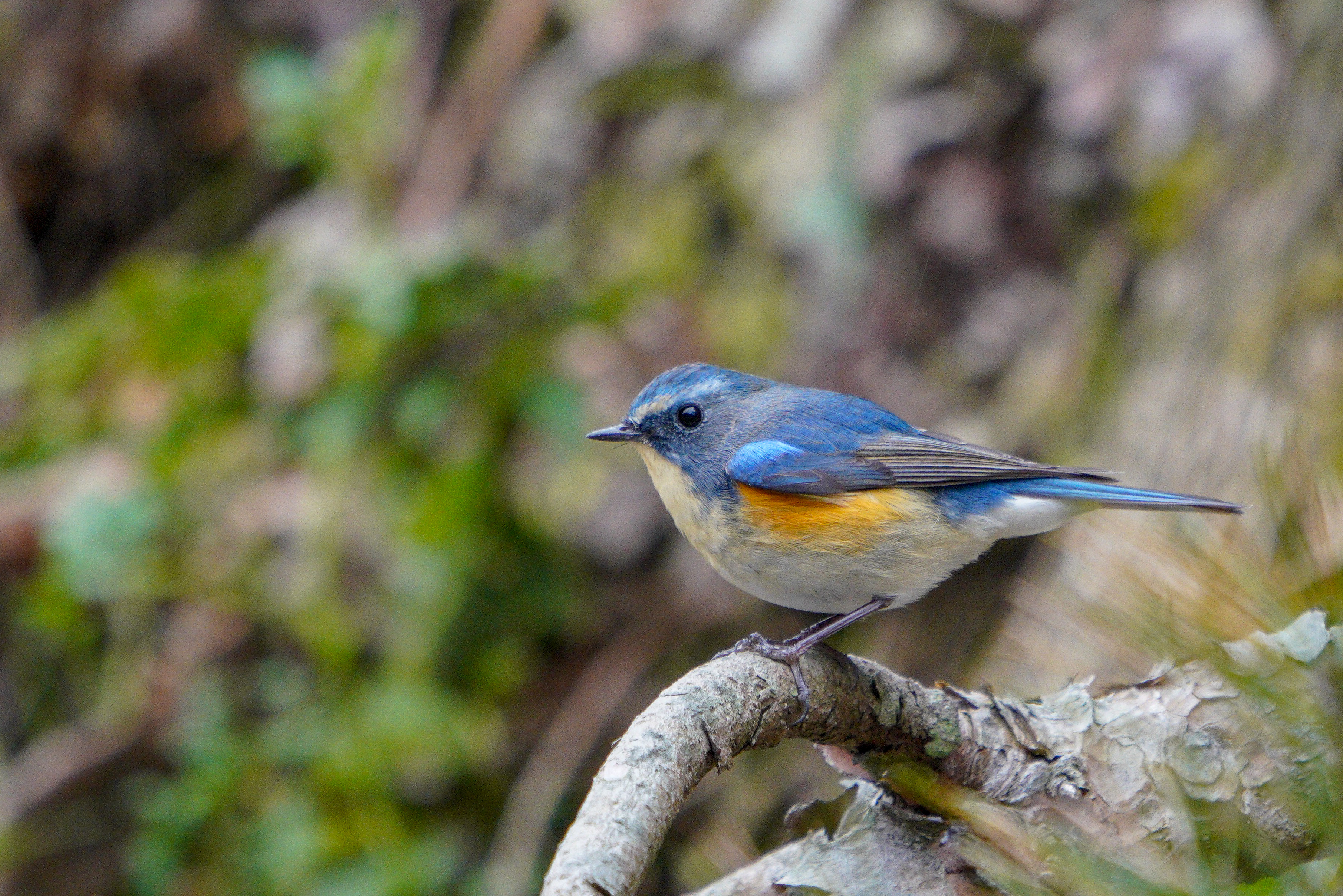 Red-flanked Bluetail ルリビタキ 14cm ヒタキ科
