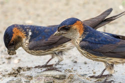 Red-Romped Swallow　コシアカツバメ　19cm ツバメ科