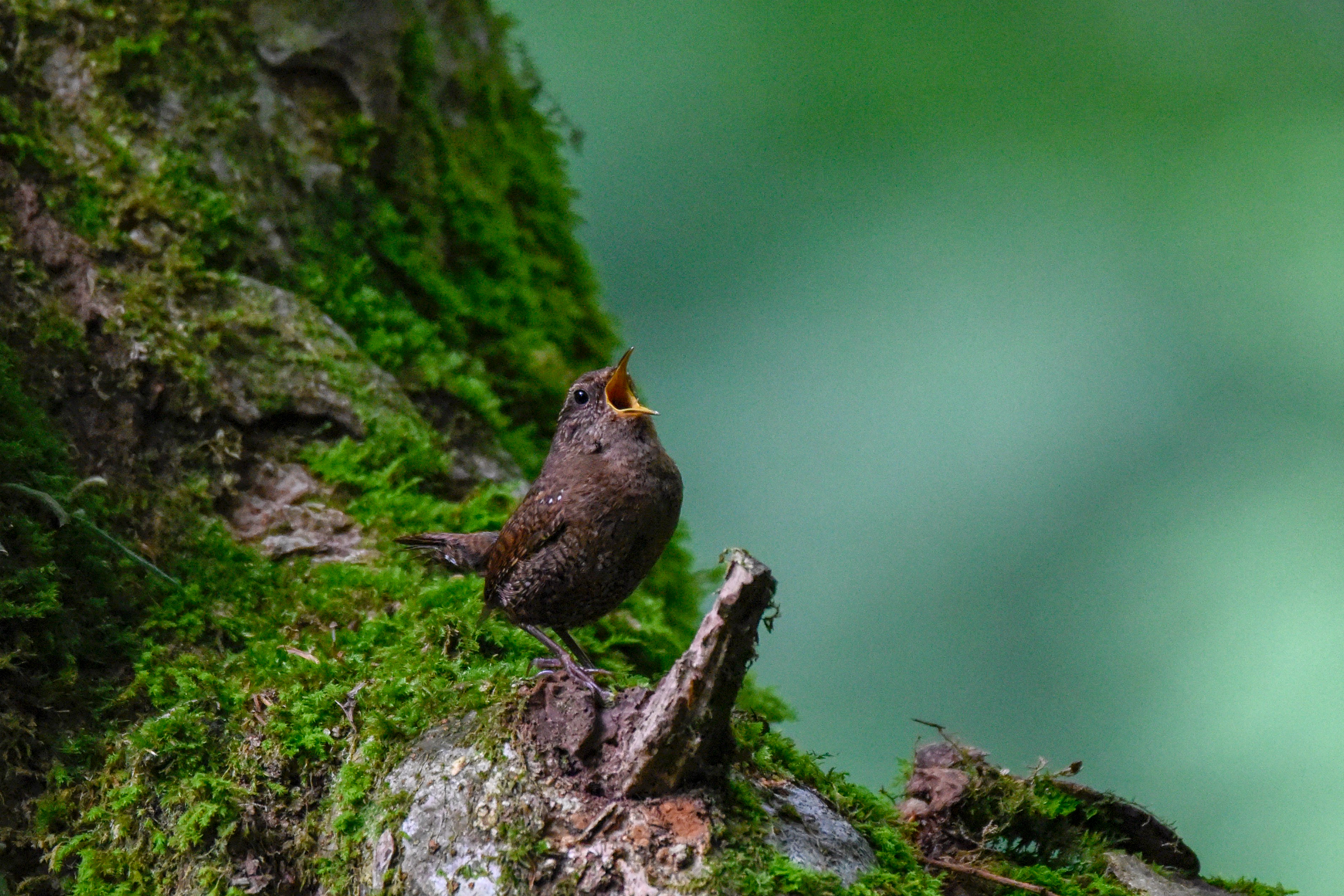 ミソサザイ Winter Wren10-11cm