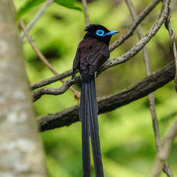 サンコウチョウ Japanese Paradise Flycatcher