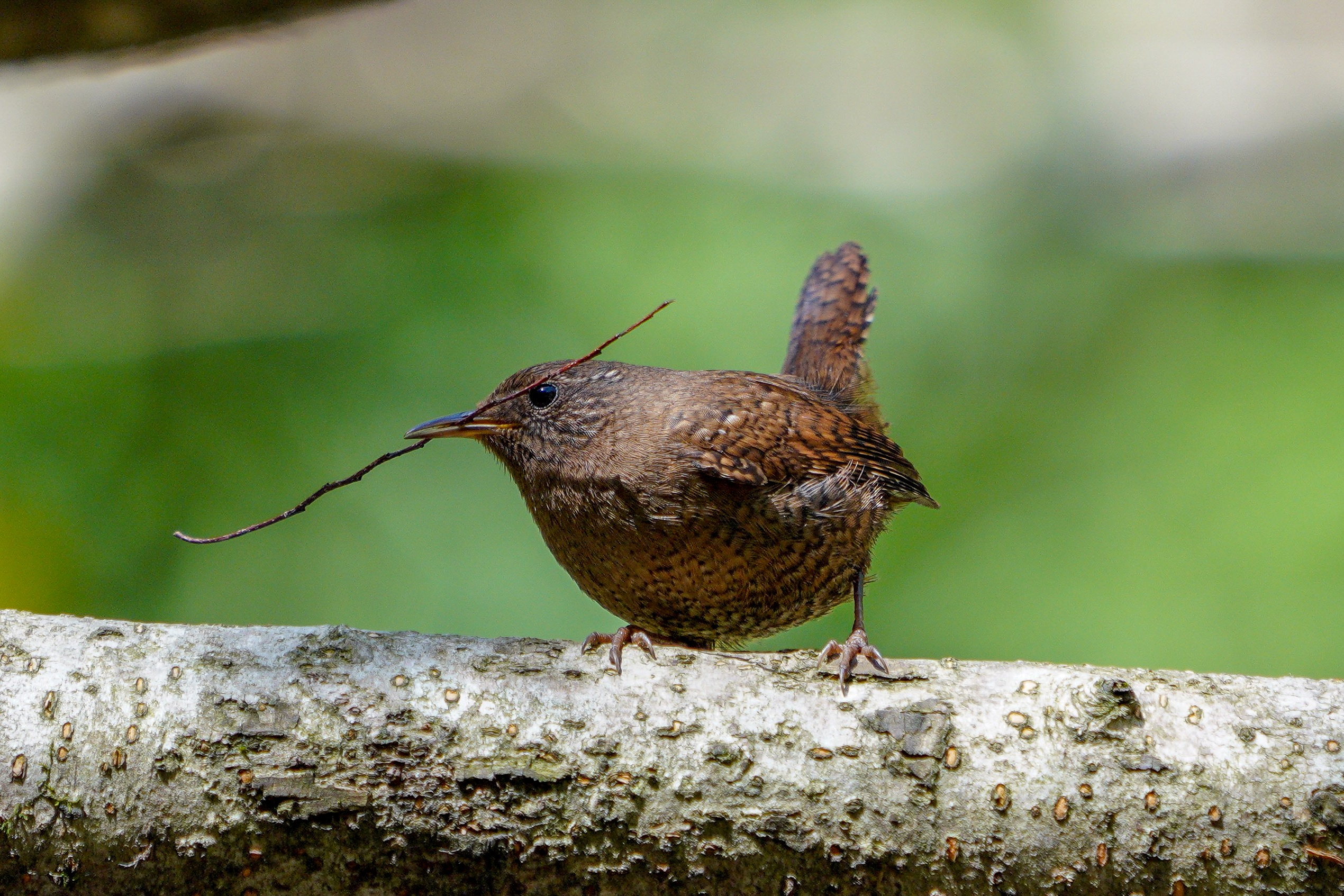 ミソサザイ Winter Wren 10-11cm