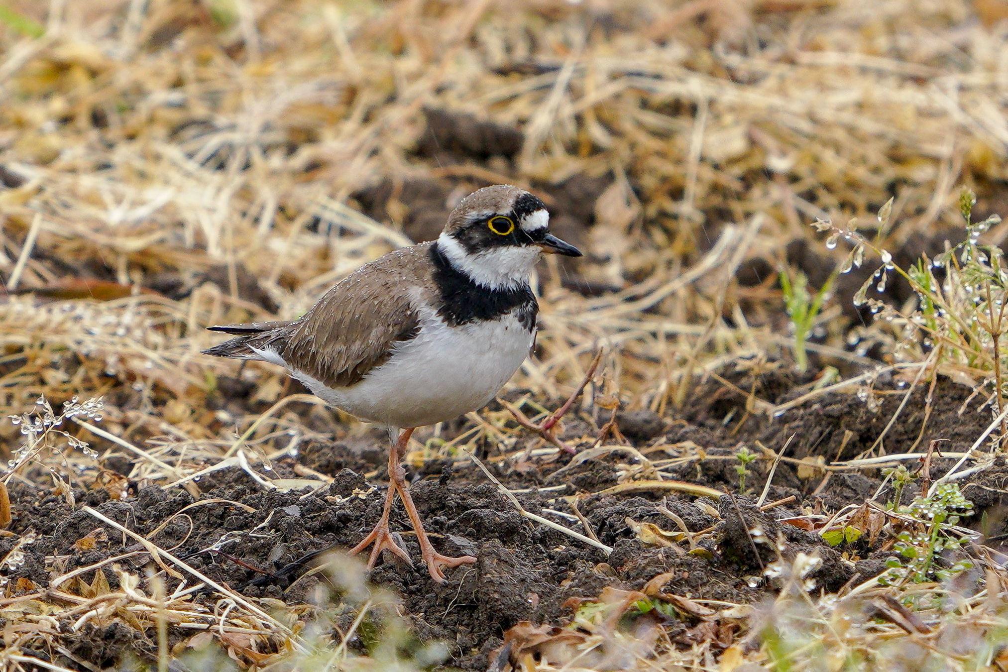 コチドリ Little Ringed Plover 14-17cm