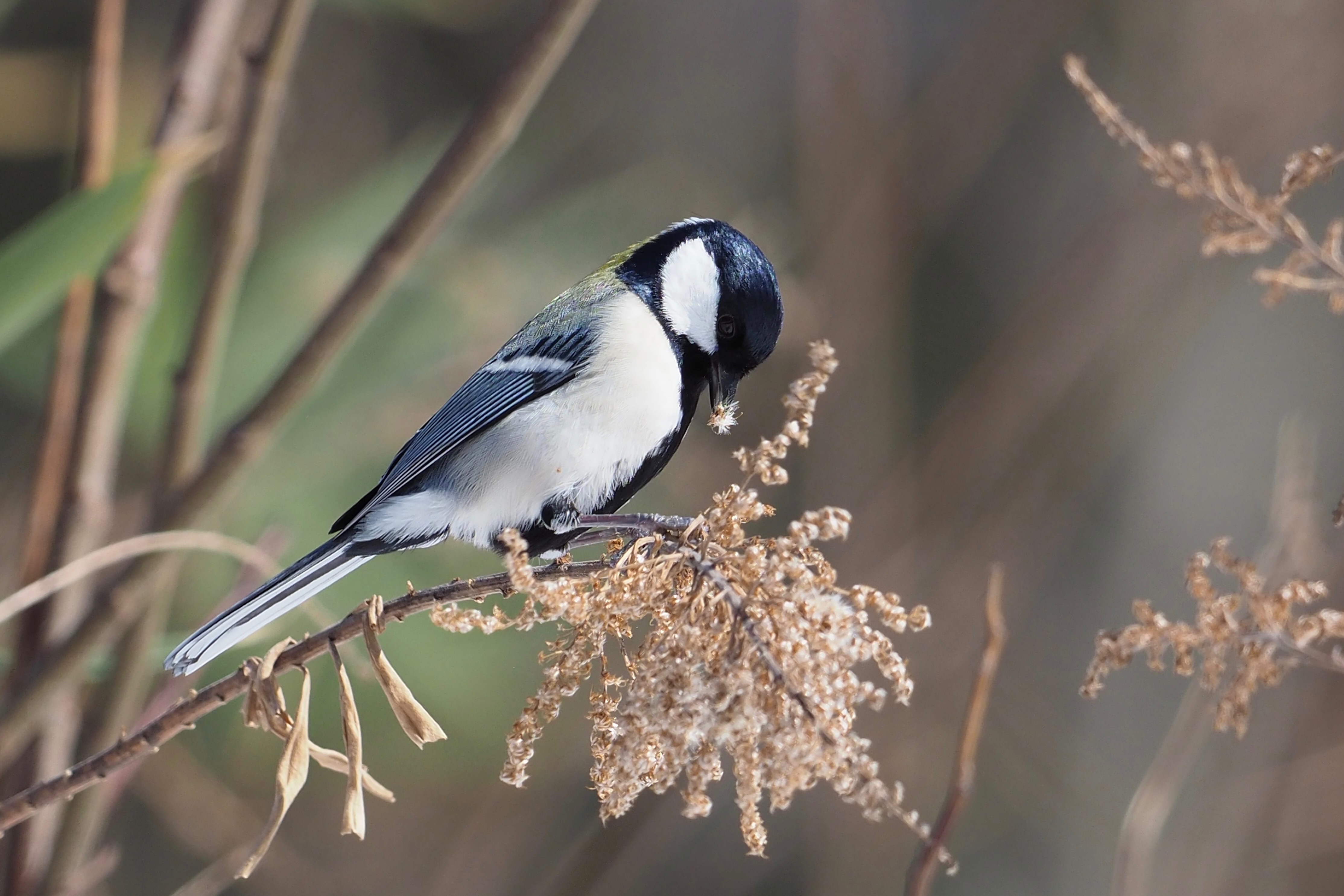 シジュウカラ Great Tit 14,5cm