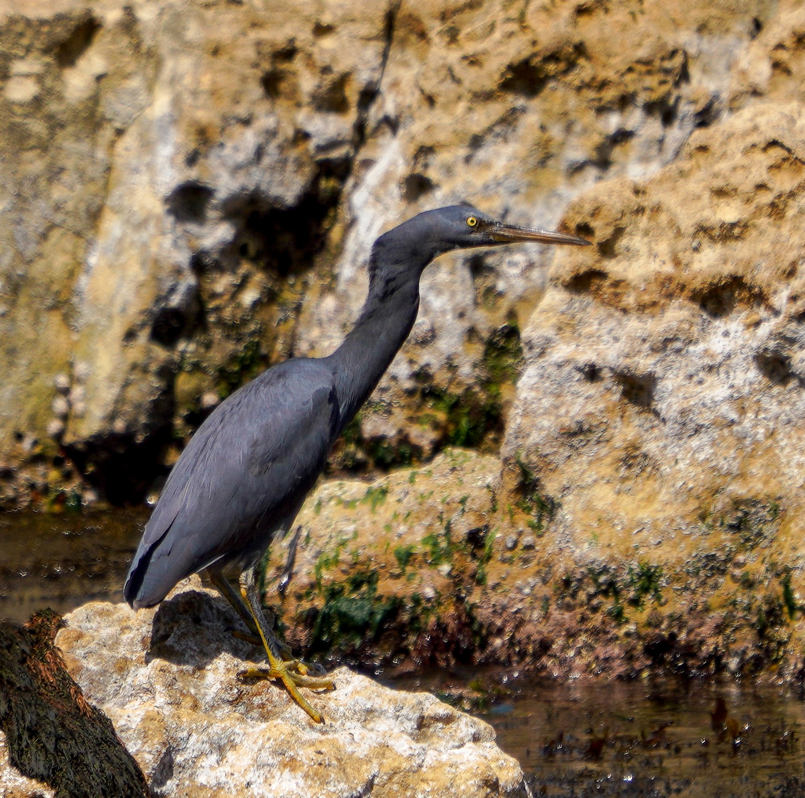クロサギ Pacific Reef Egret 58-66cm