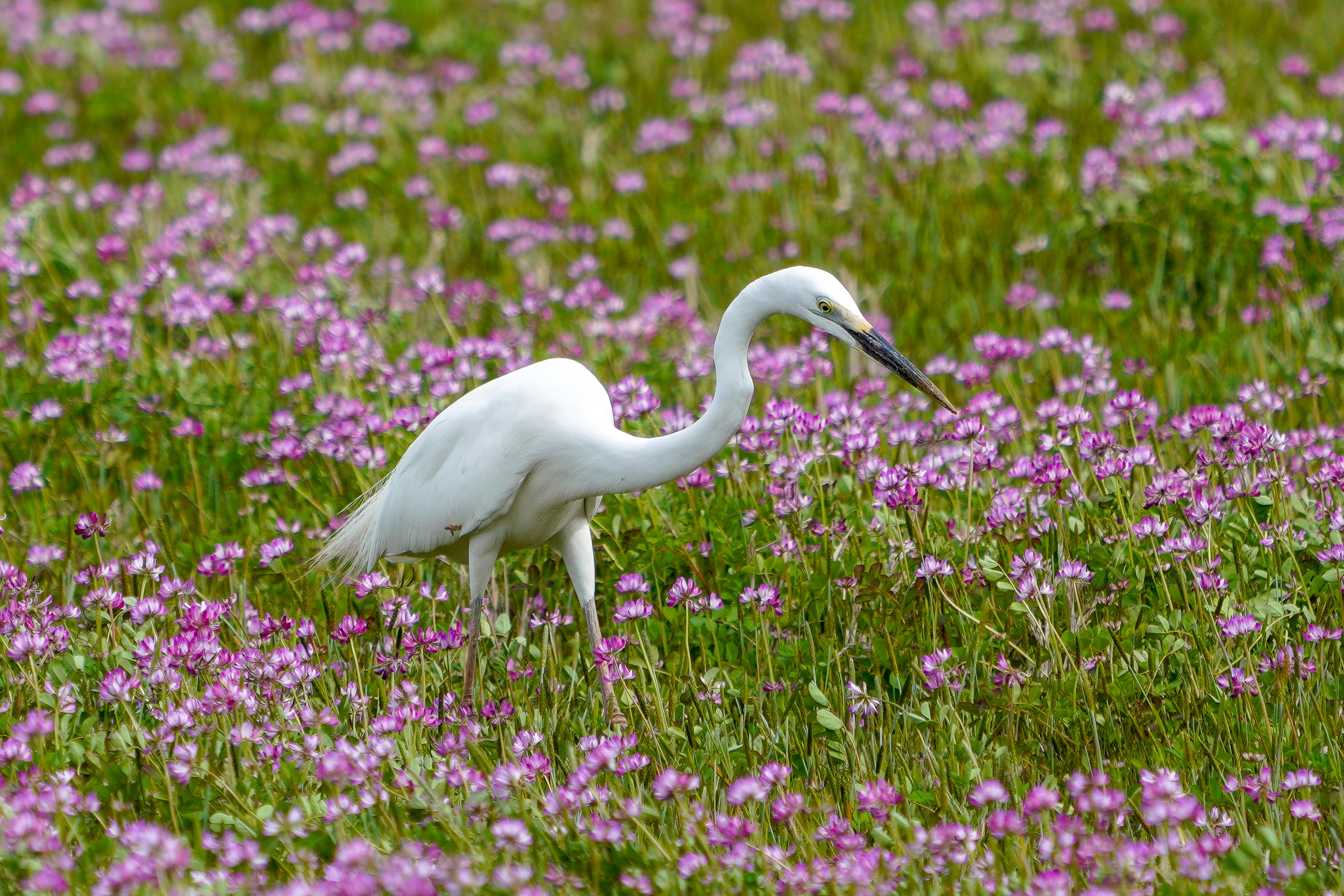 ダイサギ Great Egret 80-104cm