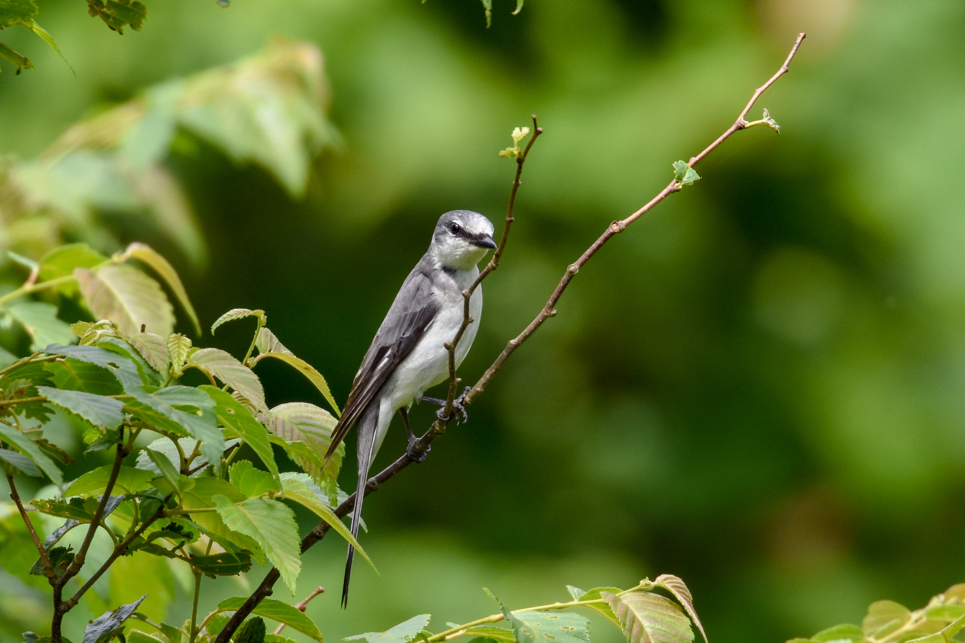 サンショウクイ Ashy Minivet