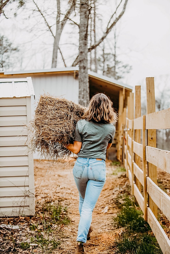 How to Choose the Right Hay for Your Horse