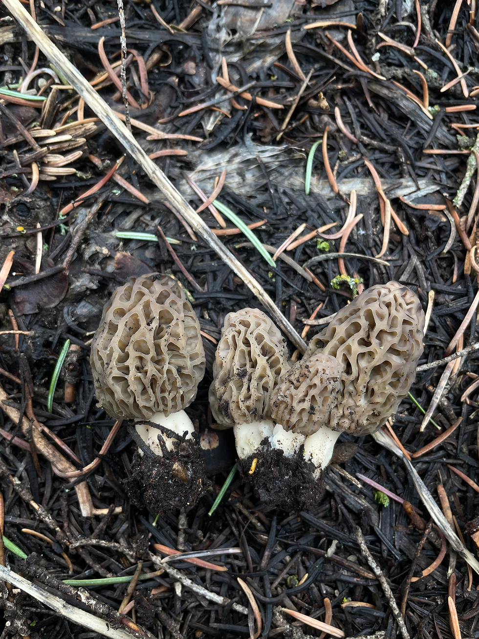Tyler's Morel Research Foray