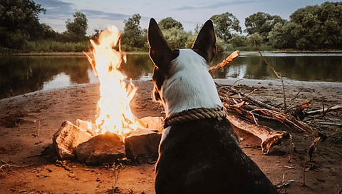 Cane che gode del fuoco di accampamento