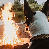 Dog Enjoying Campfire