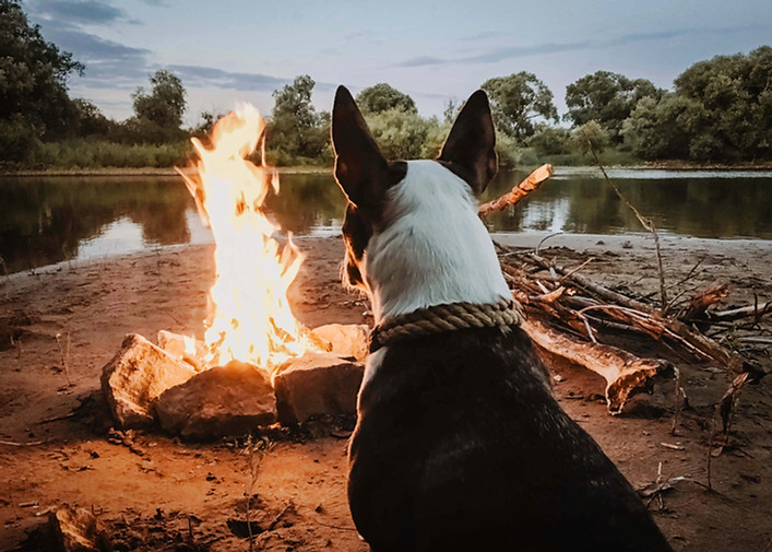 Dog Enjoying Campfire