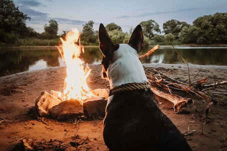Vacances avec son chien en automne, en hiver et au printemps
