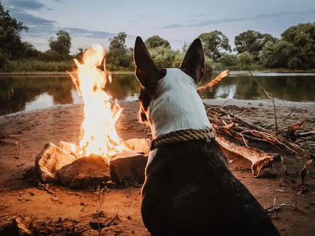 Carefree Dog Road Trips