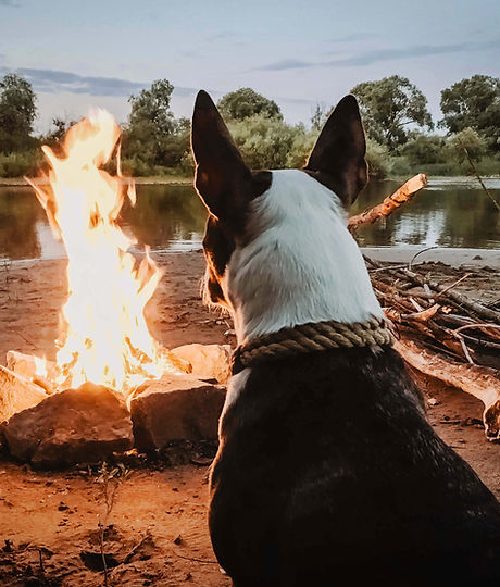 Dog Enjoying Campfire